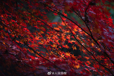 美如画！南京栖霞山枫叶红似火