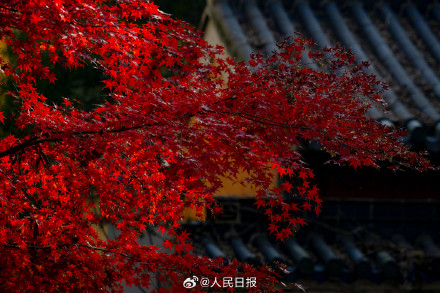 美如画！南京栖霞山枫叶红似火