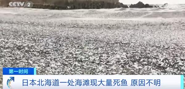 日本一处海滩,惊现大量死鱼! 日本一处海滩,惊现大量死鱼!