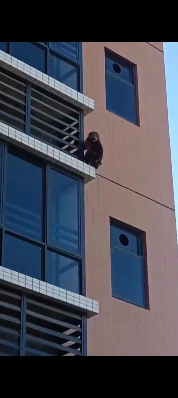 “金刚”来了？原来是它！