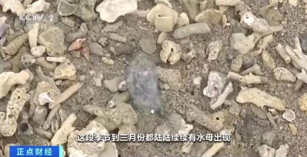 别碰！剧毒！海南这一沙滩出现僧帽水母！