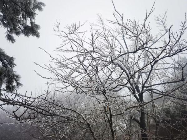 你那里下雪了吗？河南一景区现雨凇奇景， 宛如仙境！