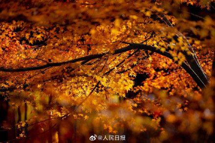 美如画！南京栖霞山枫叶红似火