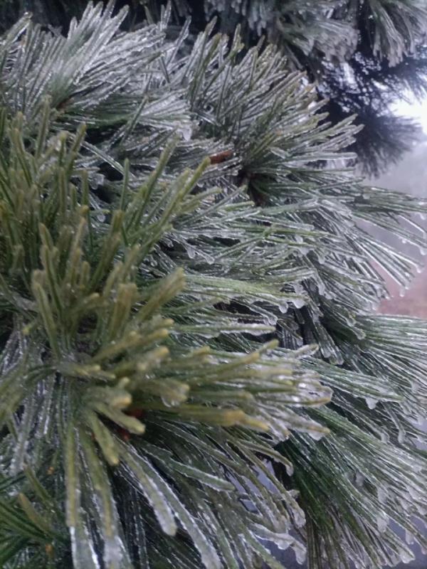 你那里下雪了吗？河南一景区现雨凇奇景， 宛如仙境！