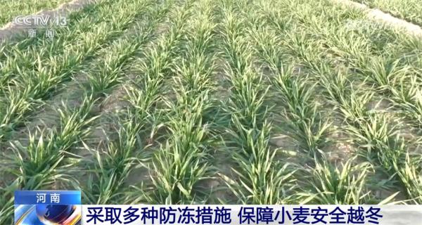 多地采取多种防冻害措施 减少寒潮天气对农业生产影响