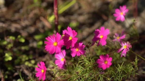 他哭着向大山喊话：“山，我走了……”