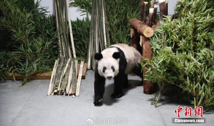 丫丫2023长胖图集