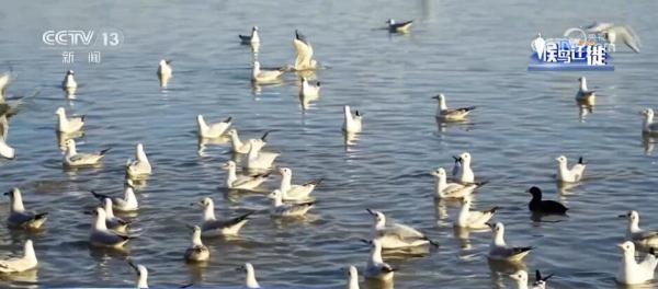 湿地生态持续向好 共赏候鸟云集、万鸟齐飞盛景