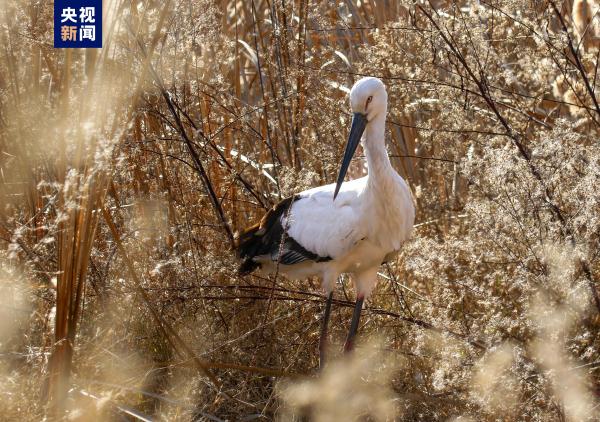国家一级重点保护鸟类东方白鹳首次现身甘肃陇南