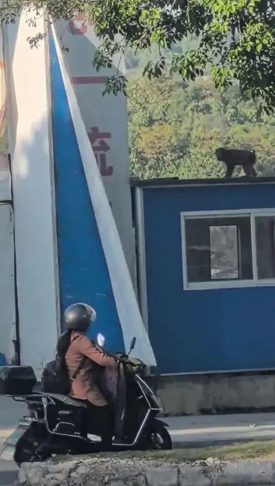 韶关有“黑猩猩”攀爬居民楼？确认了，是它！