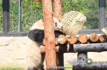 丫丫2023长胖图集