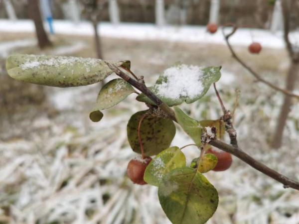 天津最大降雪出现在这！多趟列车停运！