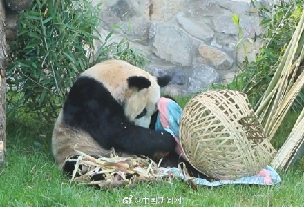 丫丫2023长胖图集