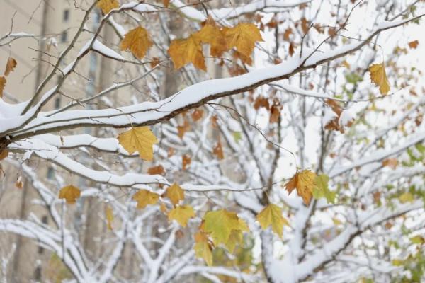 沉浸式体验河南大雪！郑州宛如童话世界、开封成了汴京……