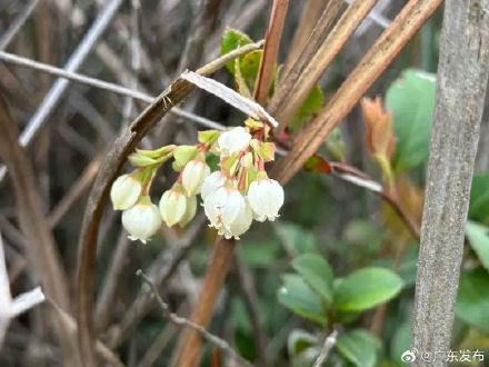 第三种以潮州命名的植物正式发表