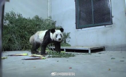 丫丫2023长胖图集