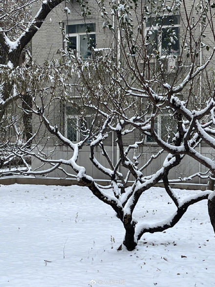 下雪天随手一拍就是风景 下雪天随手一拍就是风景