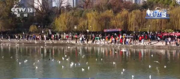 湿地生态持续向好 共赏候鸟云集、万鸟齐飞盛景