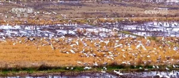 湿地生态持续向好 共赏候鸟云集、万鸟齐飞盛景