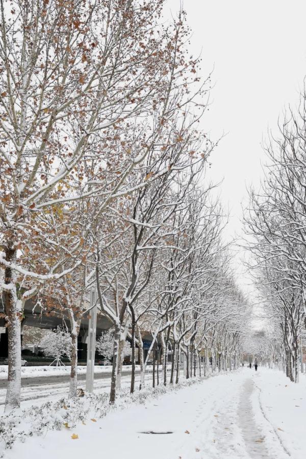 沉浸式体验河南大雪！郑州宛如童话世界、开封成了汴京……