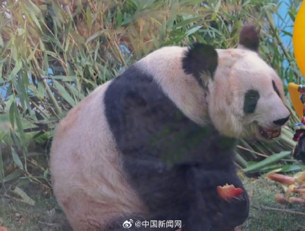 丫丫2023长胖图集