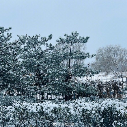 下雪天随手一拍就是风景 下雪天随手一拍就是风景