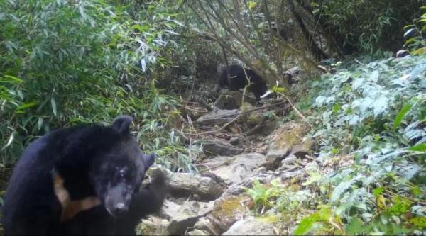 张家界八大公山拍到两只黑熊结伴觅食