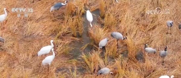 湿地生态持续向好 共赏候鸟云集、万鸟齐飞盛景