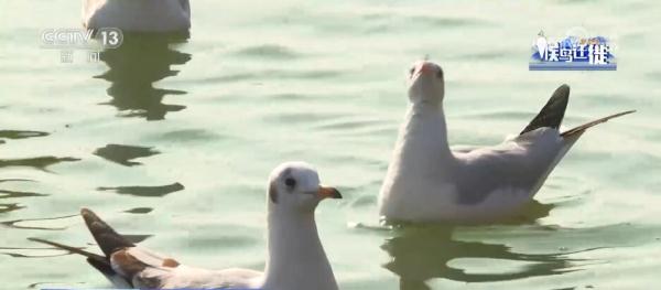 湿地生态持续向好 共赏候鸟云集、万鸟齐飞盛景