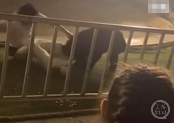 惊险！马戏团黑熊扑倒饲养员，最新回应来了