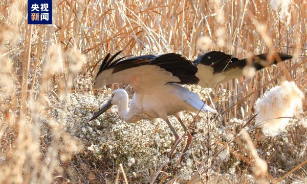 国家一级重点保护鸟类东方白鹳首次现身甘肃陇南