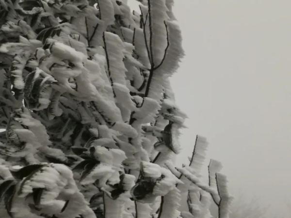 今天，武汉下雪啦！