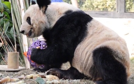 丫丫2023长胖图集