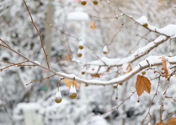 沉浸式体验河南大雪！郑州宛如童话世界、开封成了汴京……