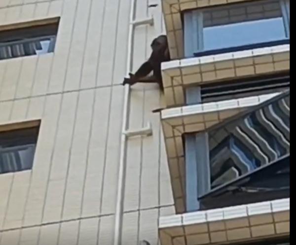 "有黑猩猩在楼外面攀爬！"居民吓一跳：什么来头？