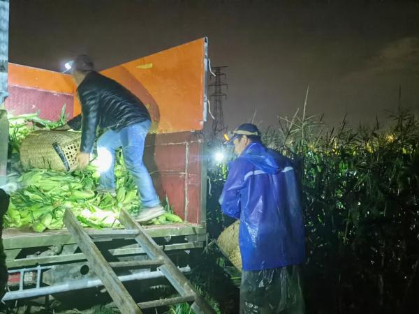 夜半抢“鲜”机——云南芒市鲜食玉米采摘二三事