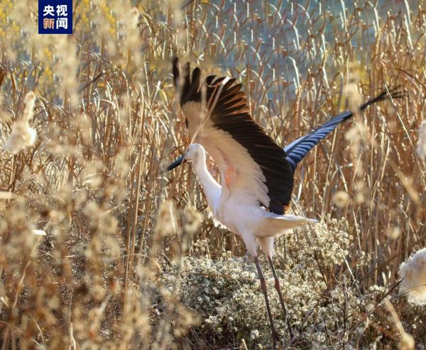 国家一级重点保护鸟类东方白鹳首次现身甘肃陇南