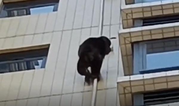 "有黑猩猩在楼外面攀爬！"居民吓一跳：什么来头？