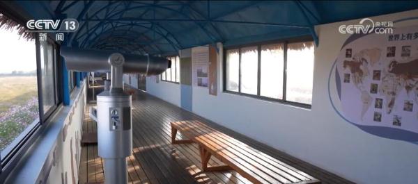 湿地生态持续向好 共赏候鸟云集、万鸟齐飞盛景