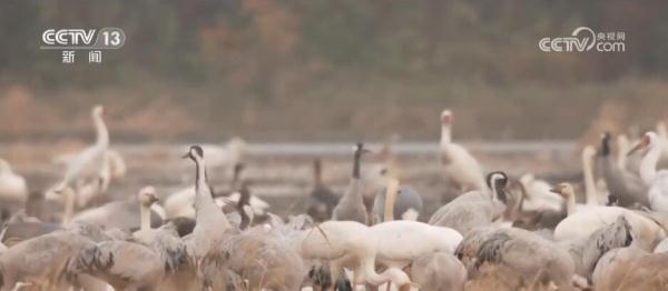 湿地生态持续向好 共赏候鸟云集、万鸟齐飞盛景