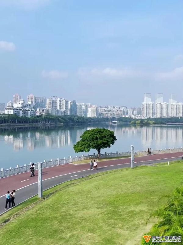 南宁这棵“最孤美的树”火了！