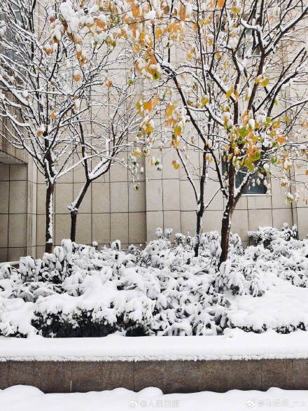 下雪天随手一拍就是风景 下雪天随手一拍就是风景