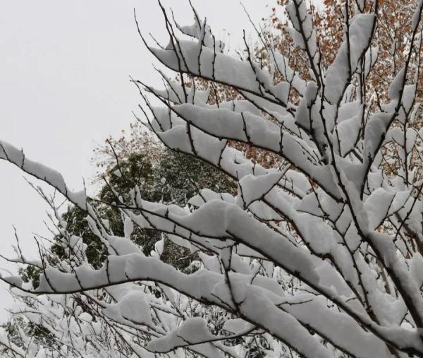 还有暴雪、大暴雪！明晨河南全省都将降到0℃以下