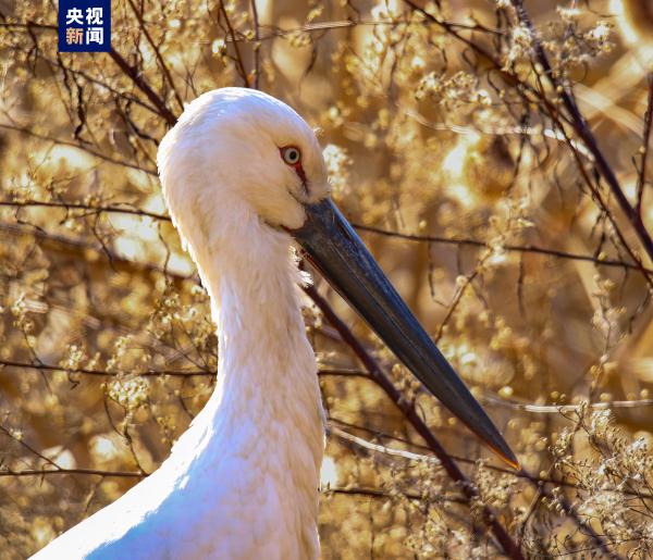 国家一级重点保护鸟类东方白鹳首次现身甘肃陇南