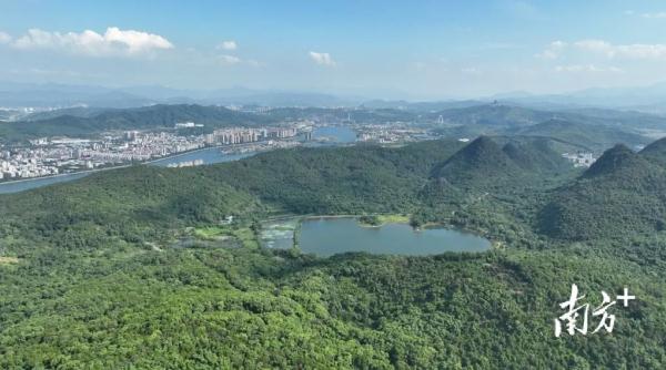 "有黑猩猩在楼外面攀爬！"居民吓一跳：什么来头？