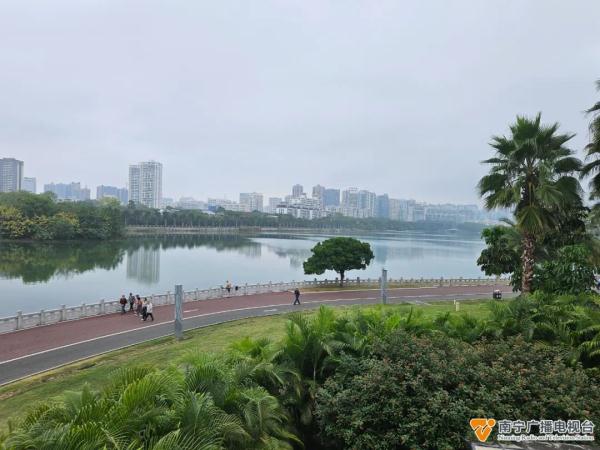 南宁这棵“最孤美的树”火了！