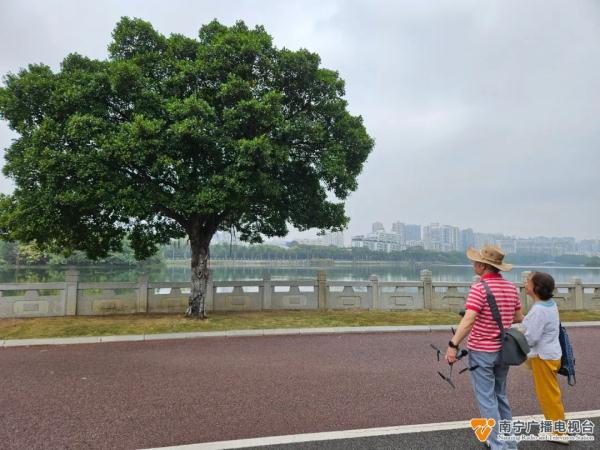 南宁这棵“最孤美的树”火了！