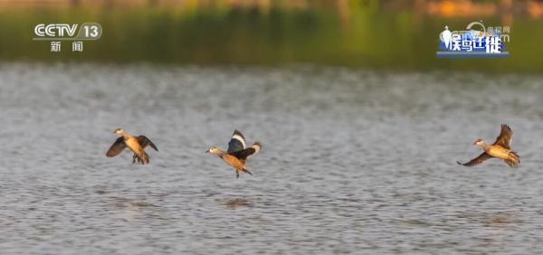 湿地生态持续向好 共赏候鸟云集、万鸟齐飞盛景