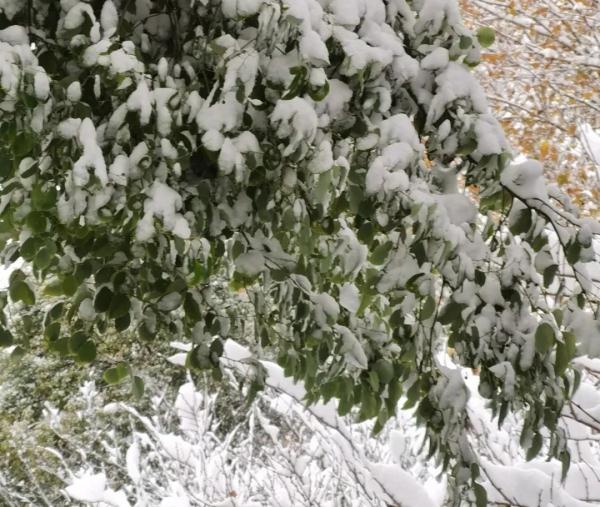 还有暴雪、大暴雪！明晨河南全省都将降到0℃以下