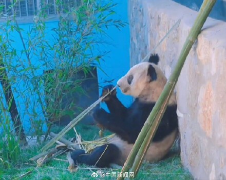 丫丫2023长胖图集